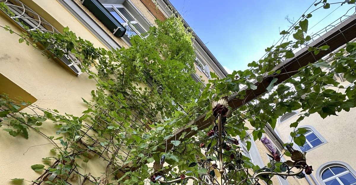 Fassadenbegrünung im Willy*Fred-Innenhof